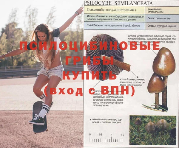 гашик Алзамай
